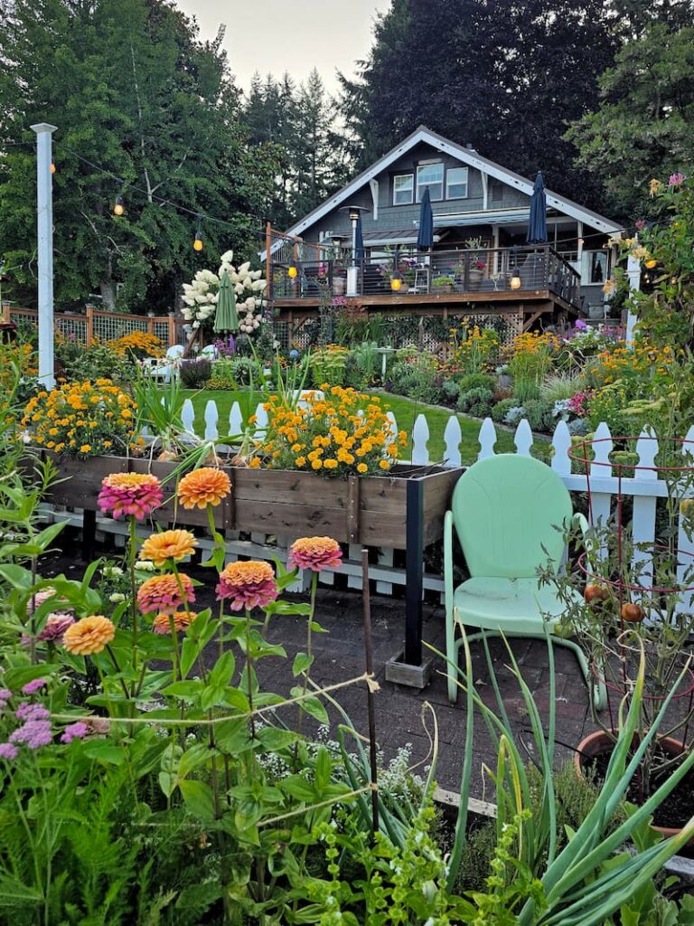 View of a 1920 beach cottage and cut flower garden in mid August on Puget Sound