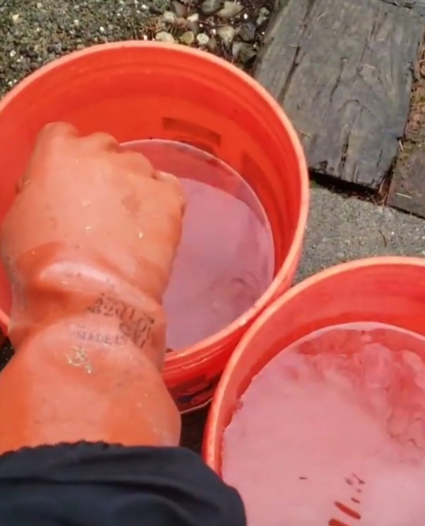 Buckets of water used to rinse dahlia tubers before storing over winter