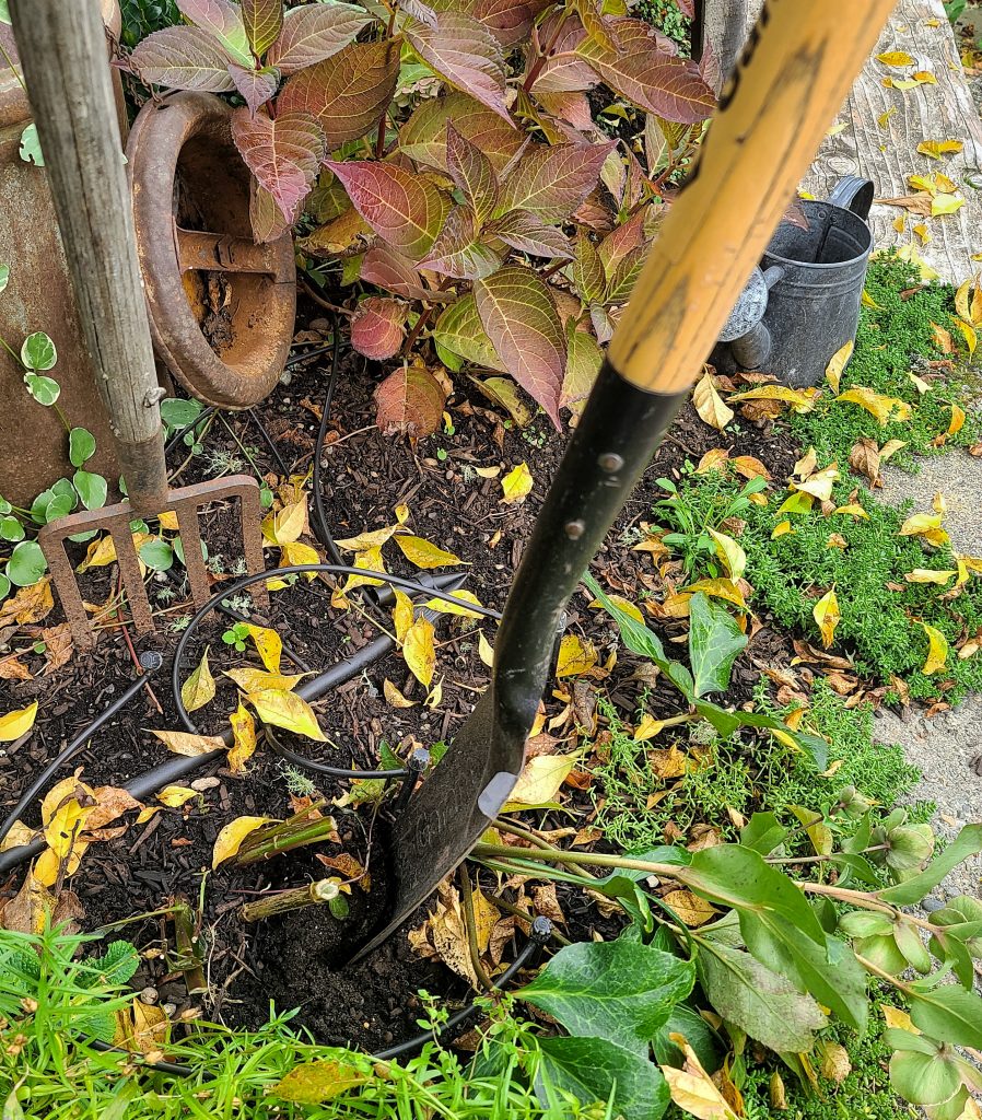 Dahlia tubers freshly dug from the garden with soil still attached