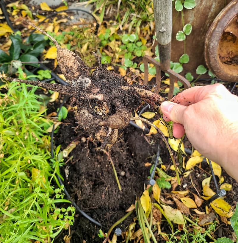 Dahlia tubers freshly dug from the garden with soil still attached SQ