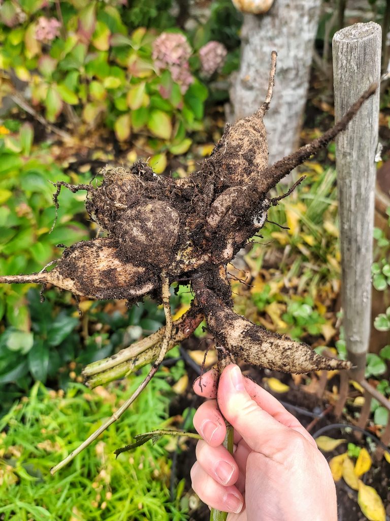 Dividing a dahlia clump into individual tubers