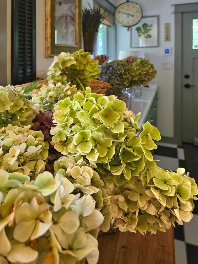 Hydrangea stems cut for drying to use in fall cottage decor
