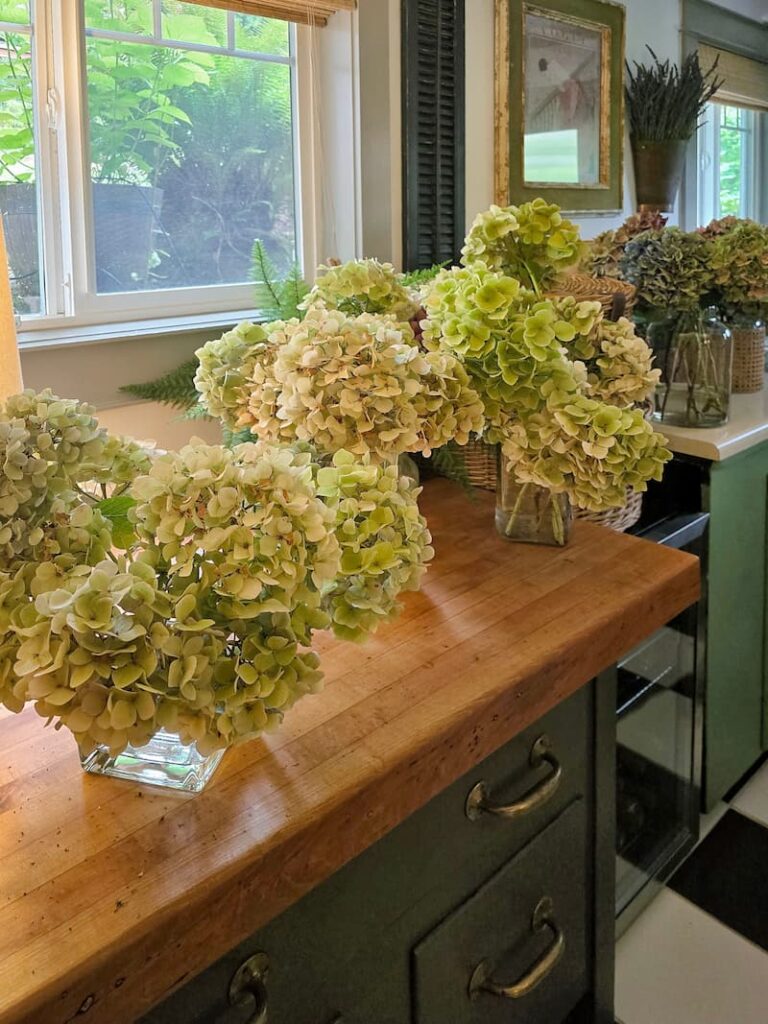 Fresh hydrangeas cut from the garden and ready for drying at a Pacific Northwest beach cottage