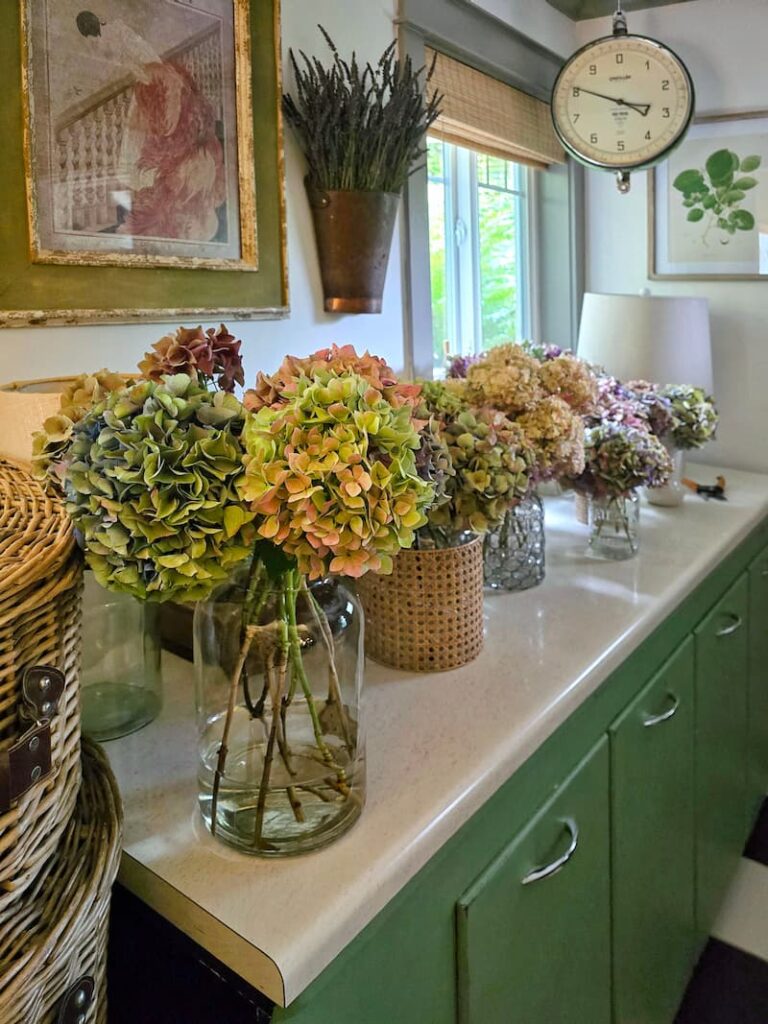 Hydrangea stems cut for drying to use in fall cottage decor