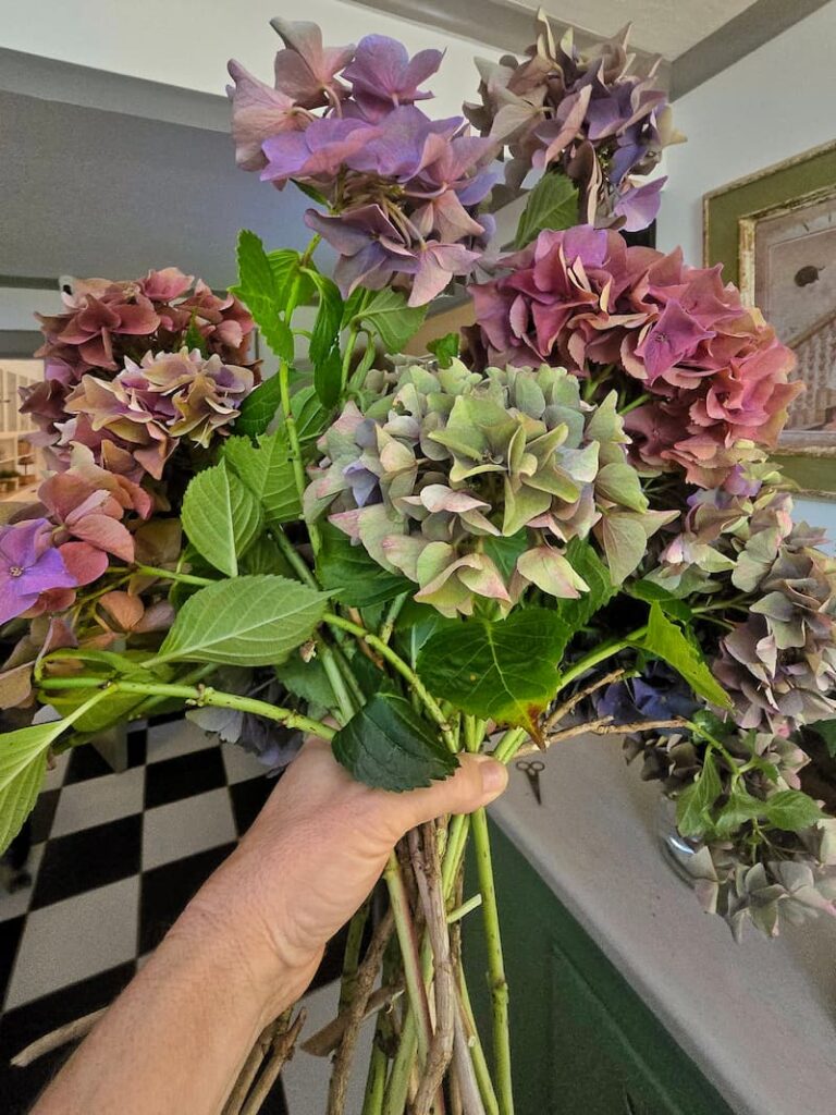 Fresh hydrangeas cut from the garden and ready for drying at a Pacific Northwest beach cottage