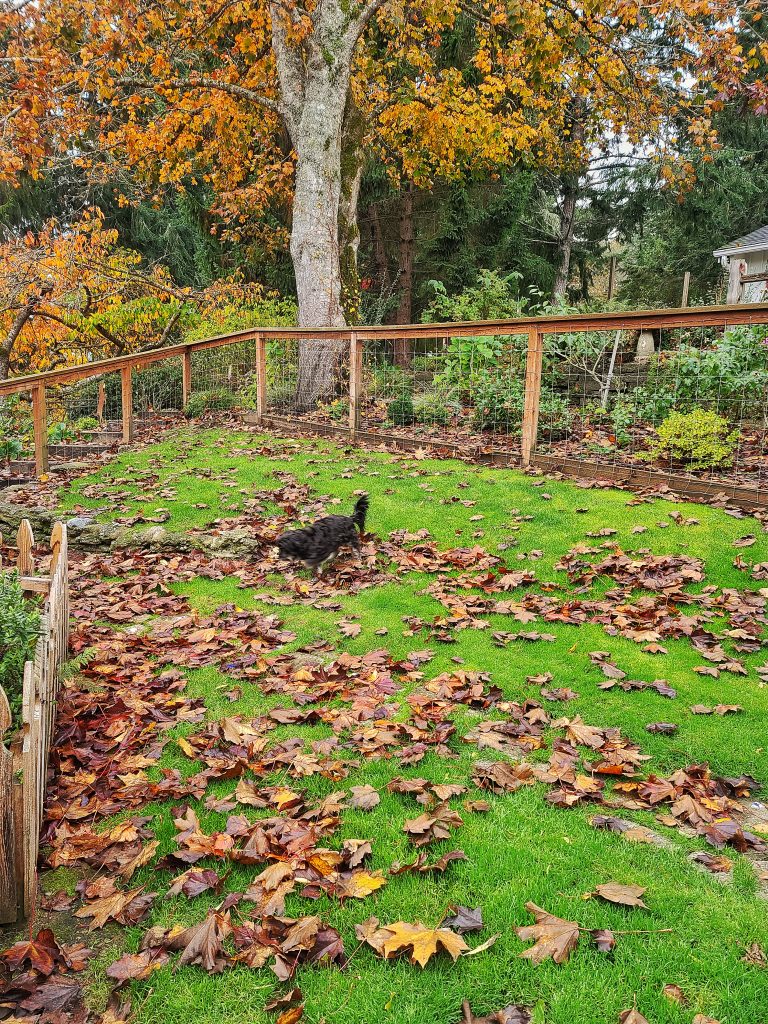 Pile of fallen leaves breaking down into leaf mold in a corner of the garden