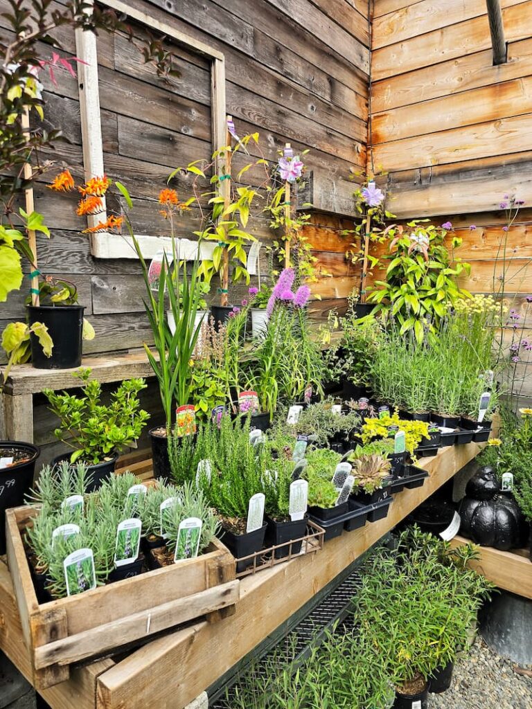 Plants inside Seaberry Garden shop in Victoria BC