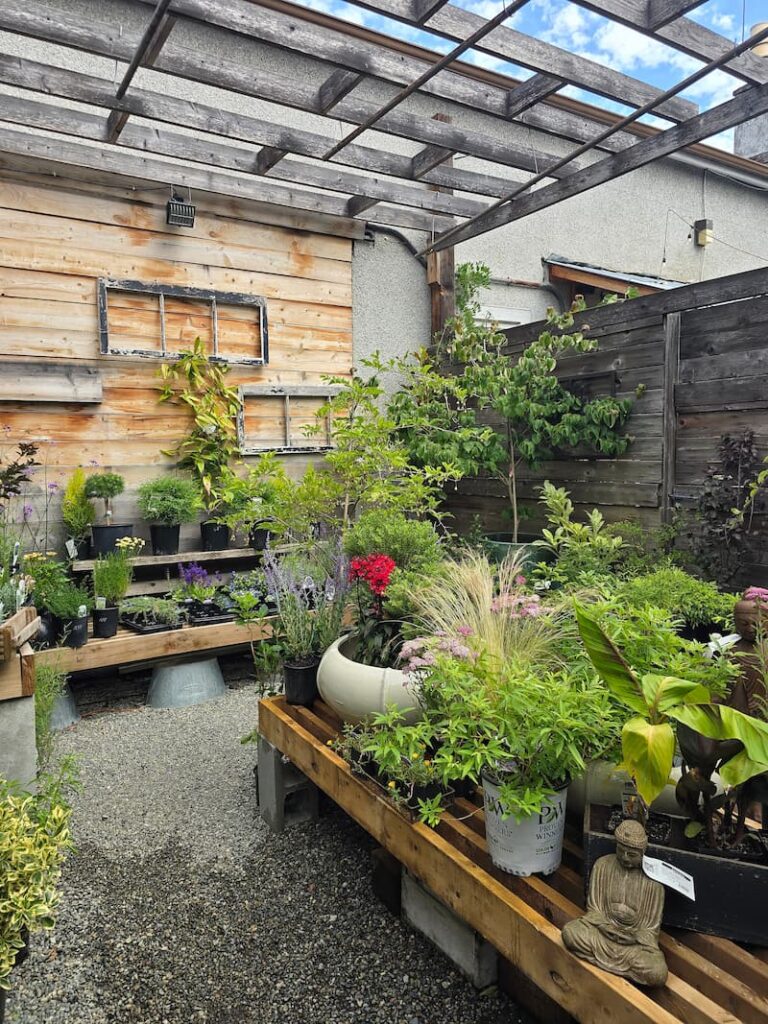 Plants inside Seaberry Garden shop in Victoria BC