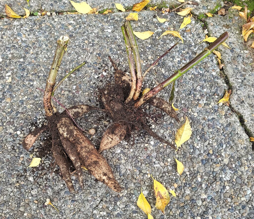 Separated dahlia tubers laid out after dividing the clump