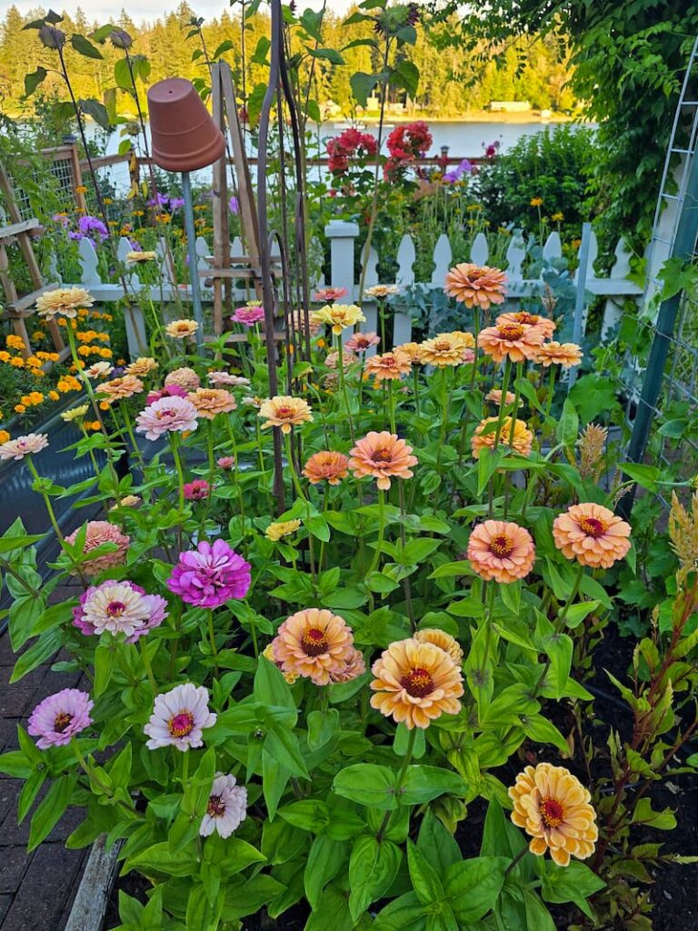 Victorian Wedding and Precious Metals zinnias growing in a cut flower garden
