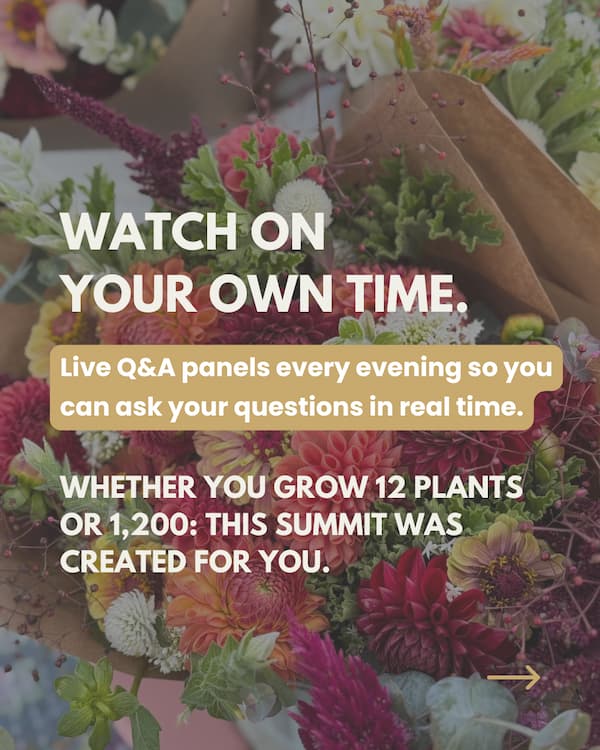 Dahlia Design Summit graphic with text reading Watch on Your Own Time with live Q&A panels every evening — created for dahlia growers of any scale from 12 plants to 1200