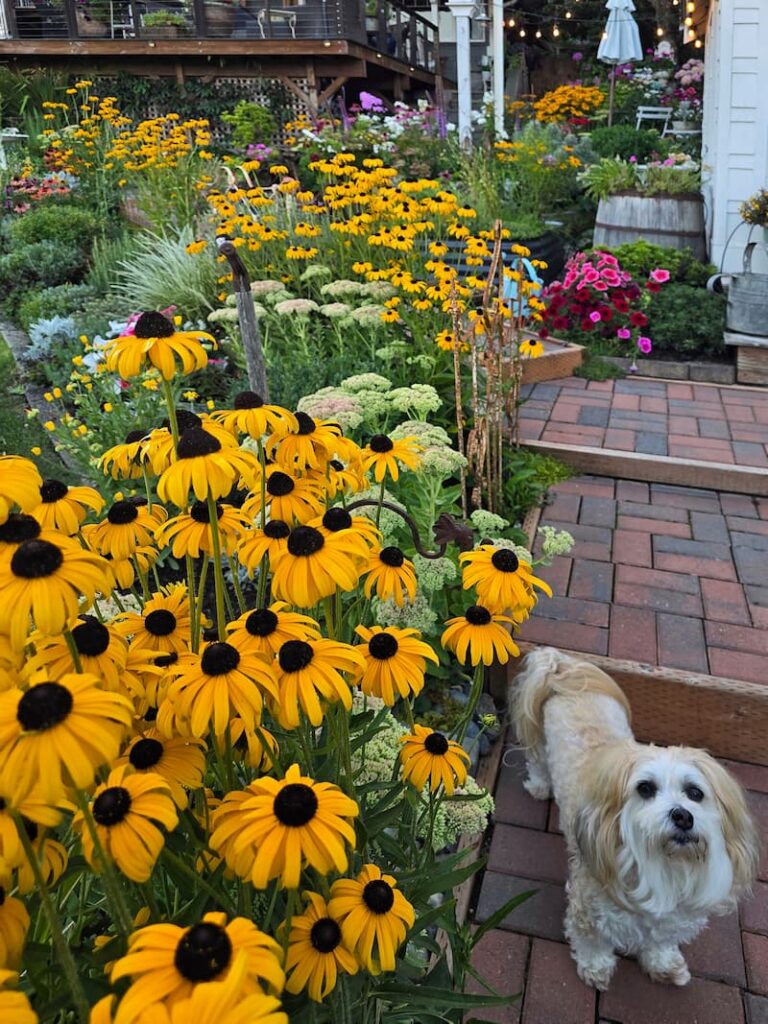 Ollie the cream colored dog among black-eyed Susans in a Pacific Northwest cottage garden