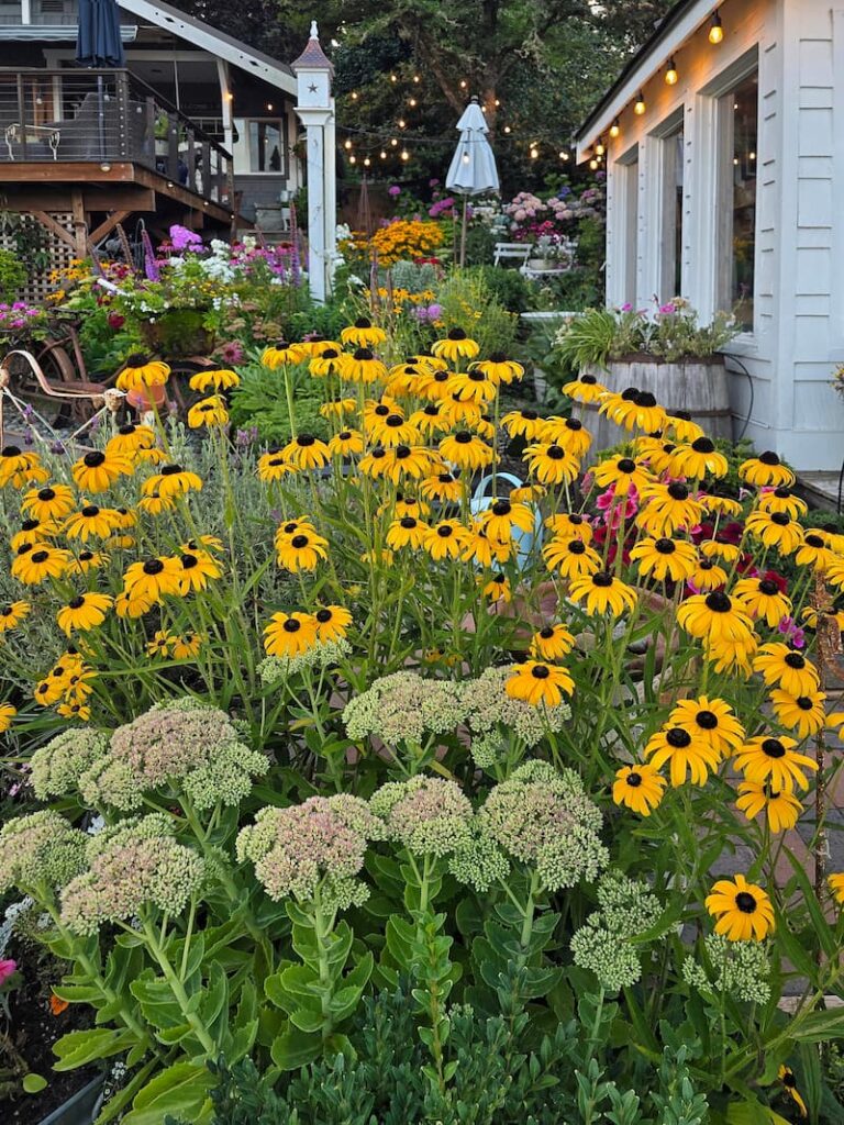 Black-eyed Susans and sedum Autumn Joy growing together in a late summer cottage garden