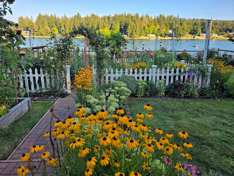 Bright yellow black-eyed Susans blooming in front of a white picket fence in a cottage garden