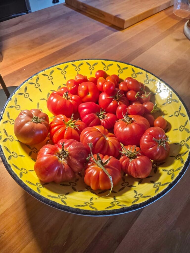 Fresh homegrown tomatoes harvested from a Pacific Northwest cottage garden