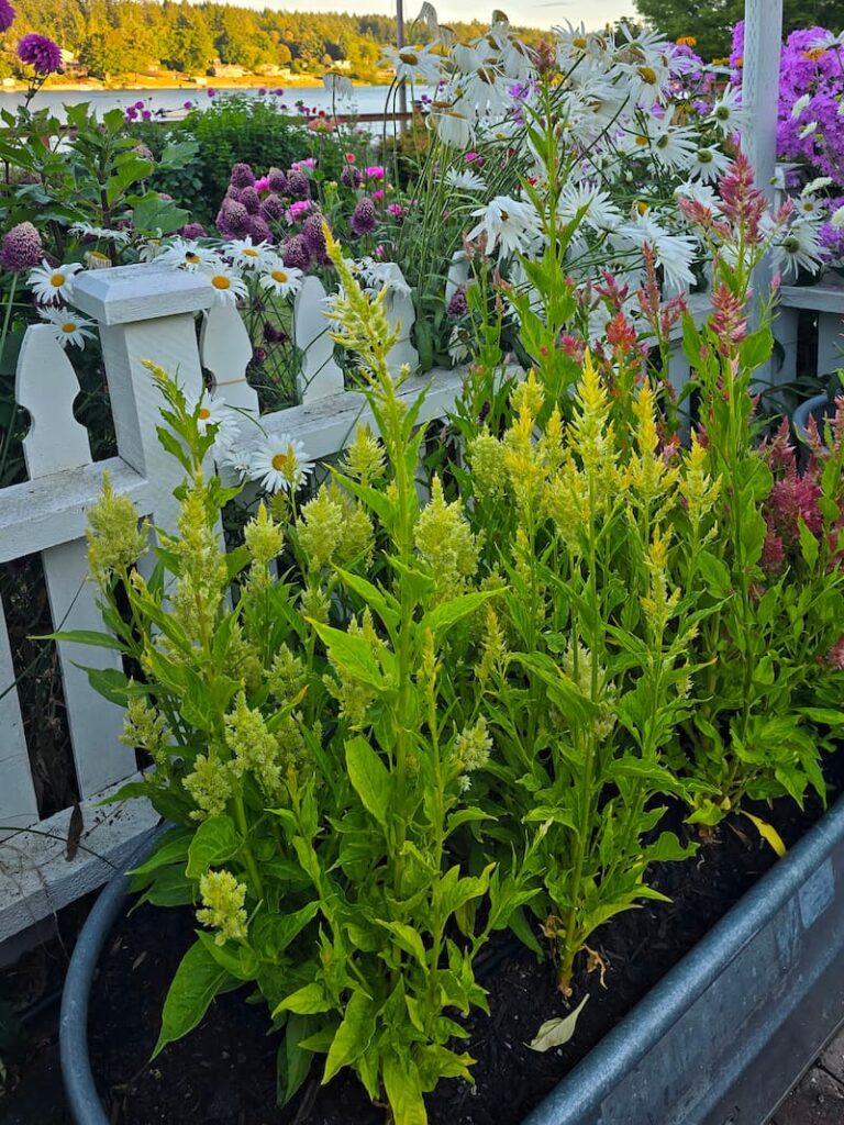 celosia growing in raised garden beds in a cut flower garden