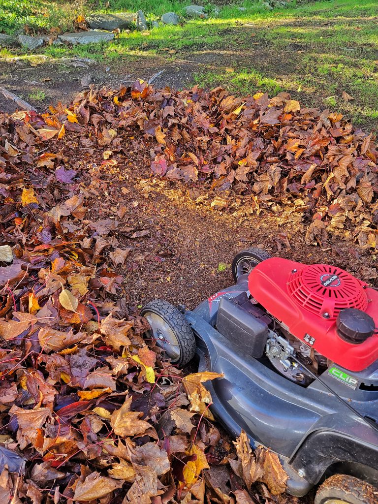 Close-up of a mower shredding fallen leaves into mulch