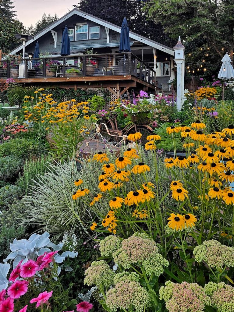 Mid August cottage garden and 1920 beach cottage in the Pacific Northwest