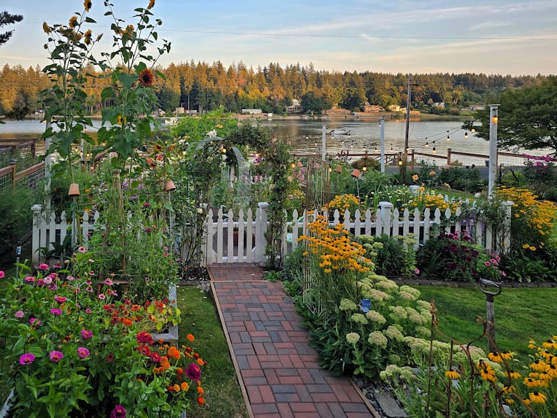 Cottage garden with white picket fence and arbor overlooking Puget Sound in late summer