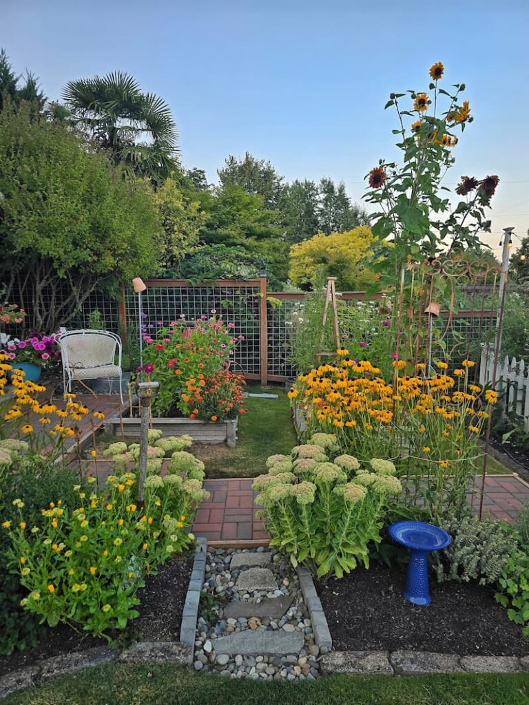 Mid August cottage garden with zinnias and sunflowers in the cut flower beds