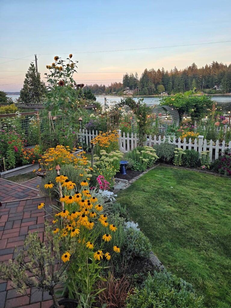 Cottage garden pathway lined with summer perennials in mid August