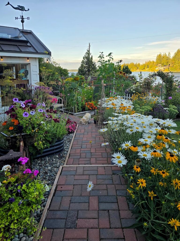 Cottage garden pathway bordered by daisies and black-eyed Susans in summer