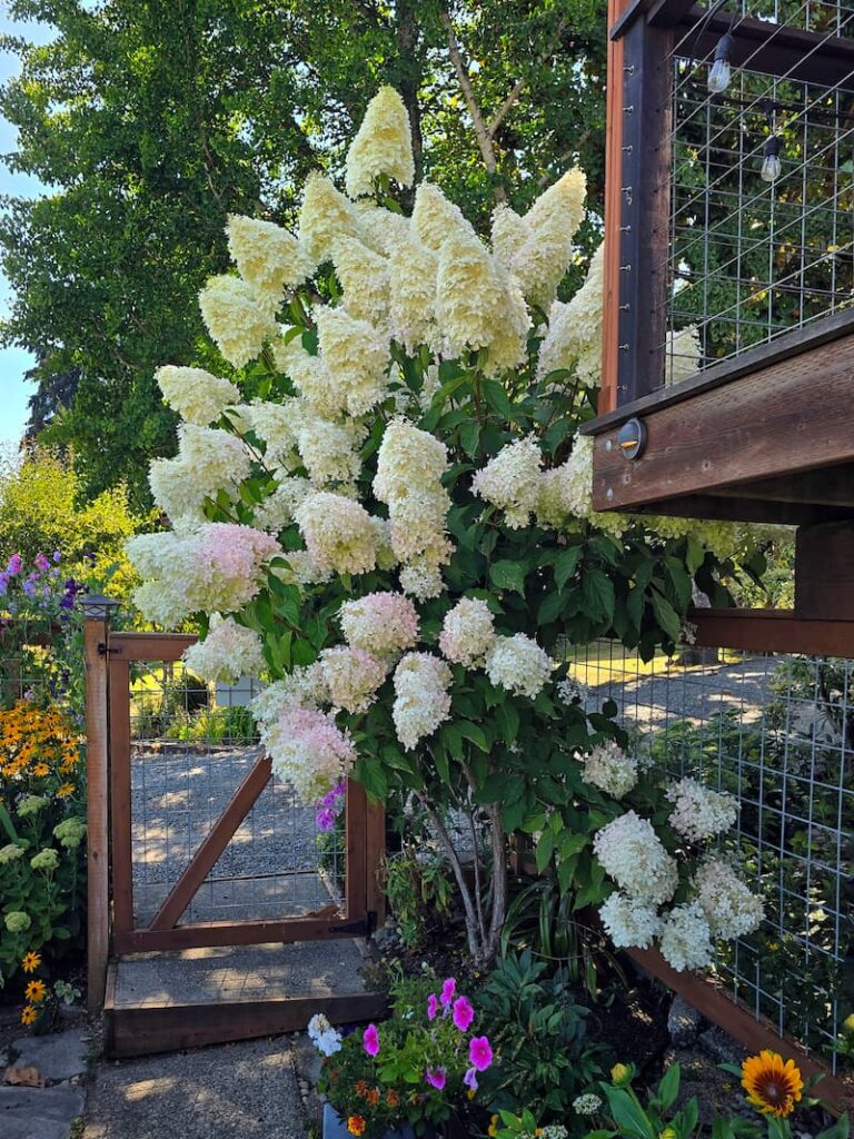 Cream panicle hydrangea tree beginning its seasonal color change in a Pacific Northwest cottage garden