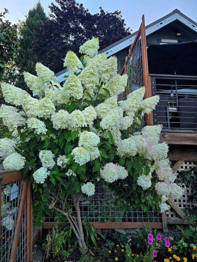 Cream panicle hydrangeas transitioning to the first blush of pink in a Pacific Northwest cottage garden