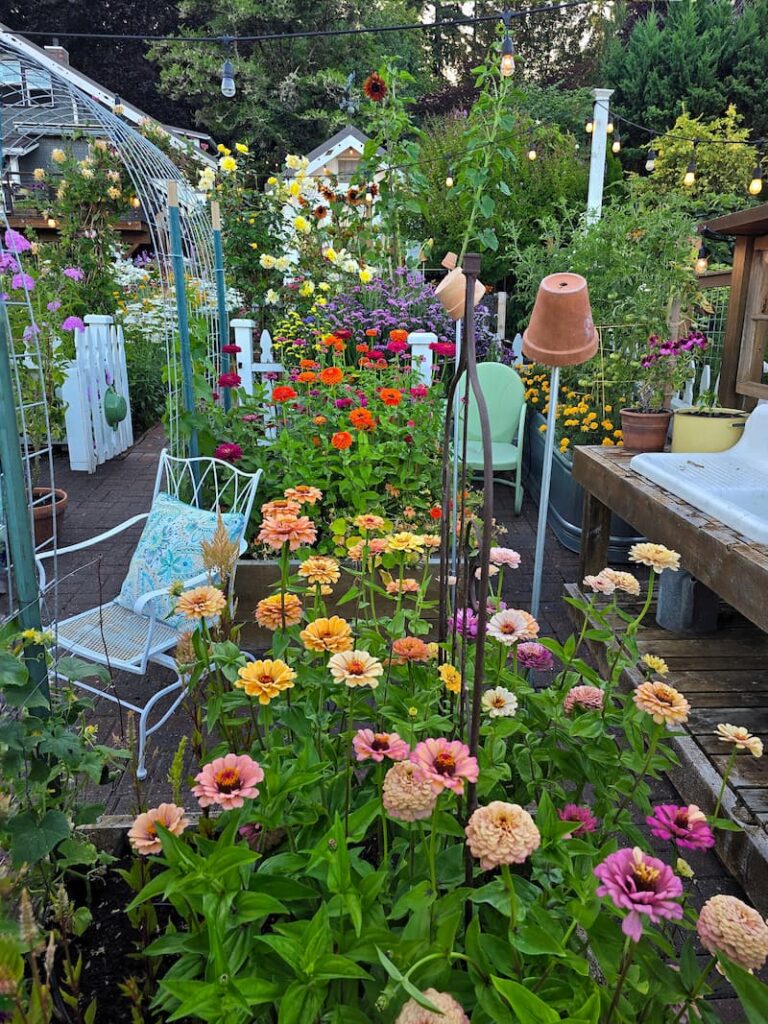 Summer cut flower garden in full bloom in the Pacific Northwest