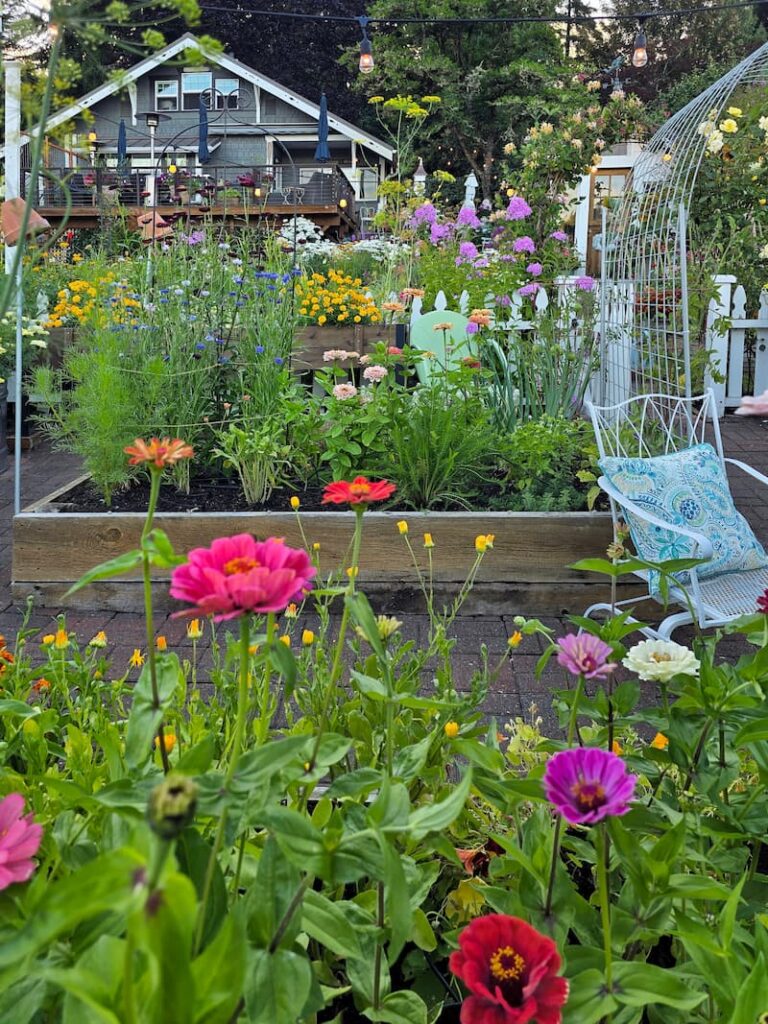Cut flower garden raised beds with a 1920 beach cottage in the background