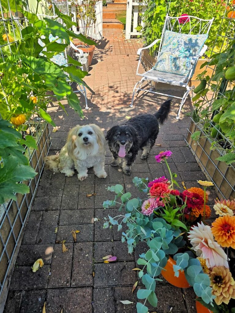 Cutting flowers in the cottage garden with dogs Jax and Ollie nearby on a summer morning