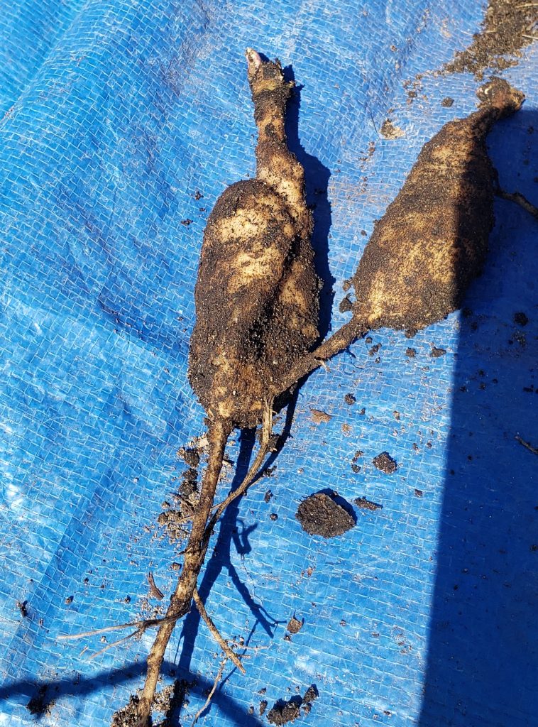 dahlia tubers being checked for rot and damage before storage