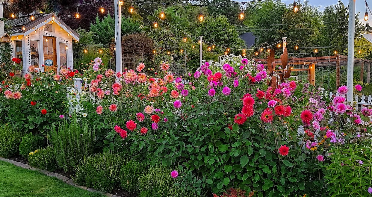 row of bright colored dahlias and greenhouse in the evening with bistro lights