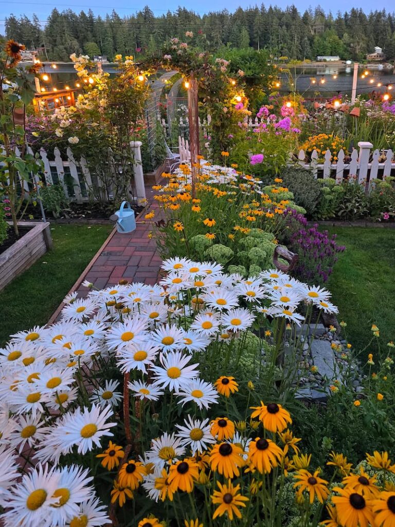 cottage garden at dusk with daisies and black-eyed Susans growing