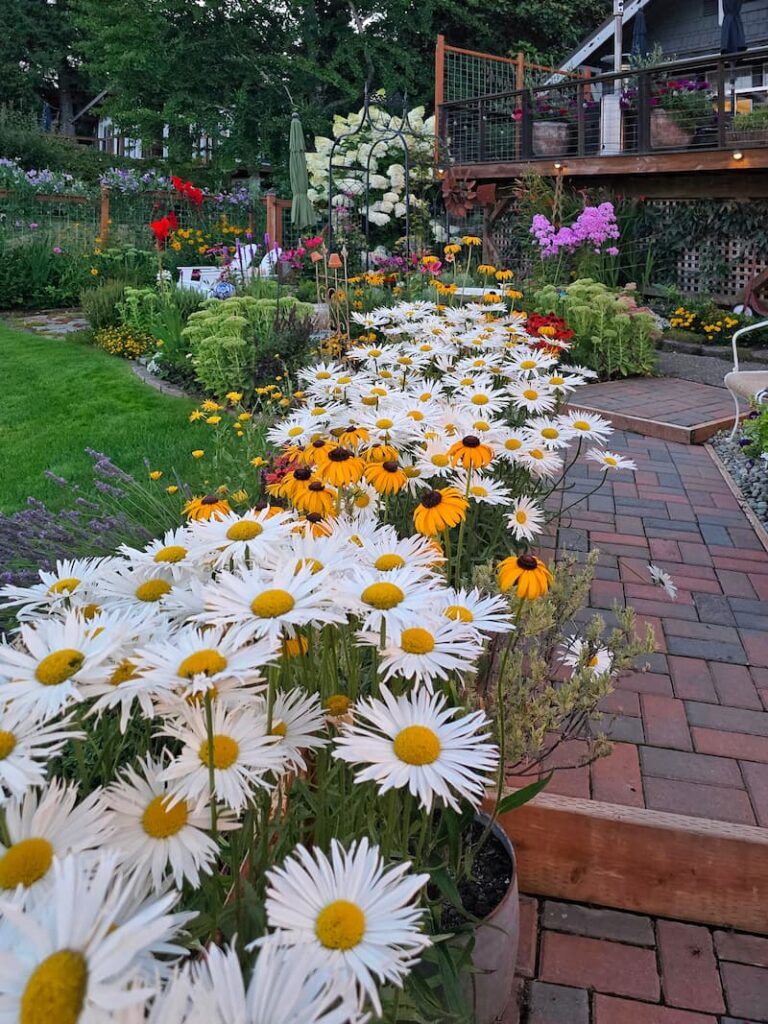 Daisies and black-eyed Susans blooming along a cottage garden path in summer