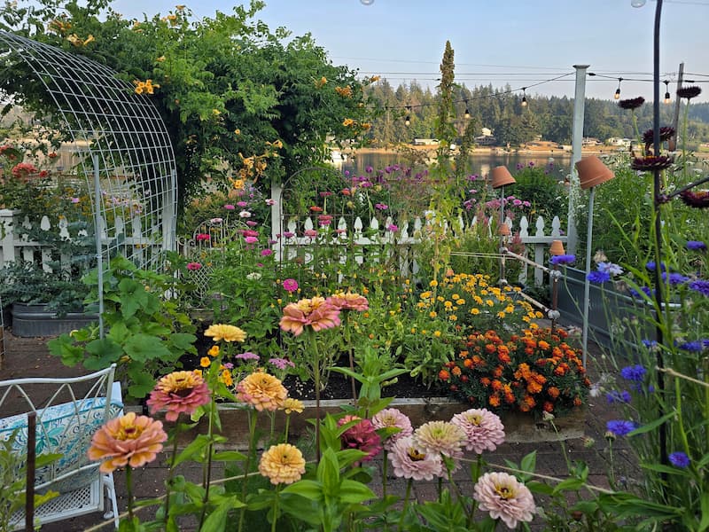 Early August cut flower garden in full bloom at a Pacific Northwest beach cottage