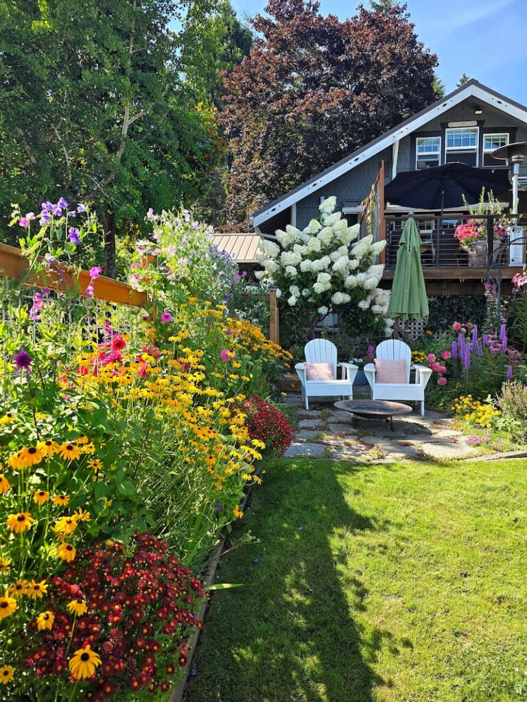 Black-eyed Susans in full bloom in a Pacific Northwest cottage garden in late August