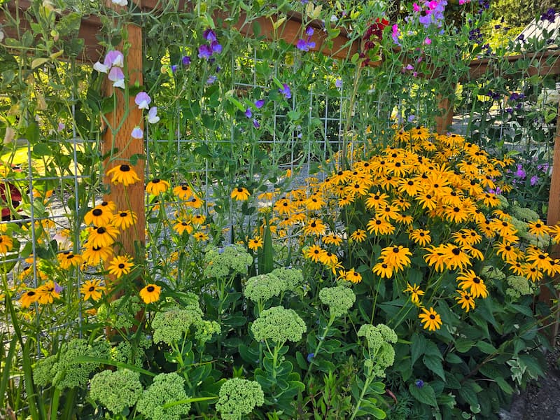 Black-eyed Susans bringing late summer color to a Pacific Northwest cottage garden