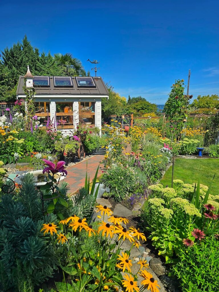 Cottage garden pathway lined with late summer perennials in August on Puget Sound