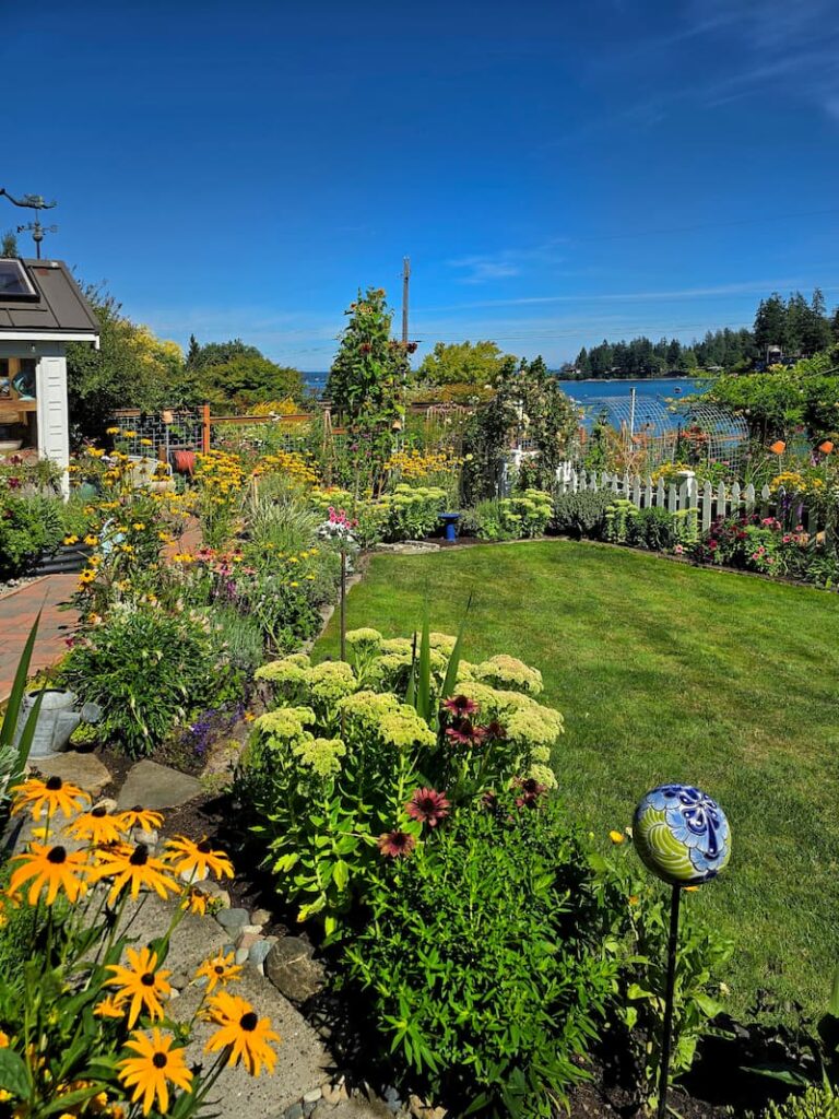 Late August cottage garden with black-eyed Susans and summer perennials in the Pacific Northwest