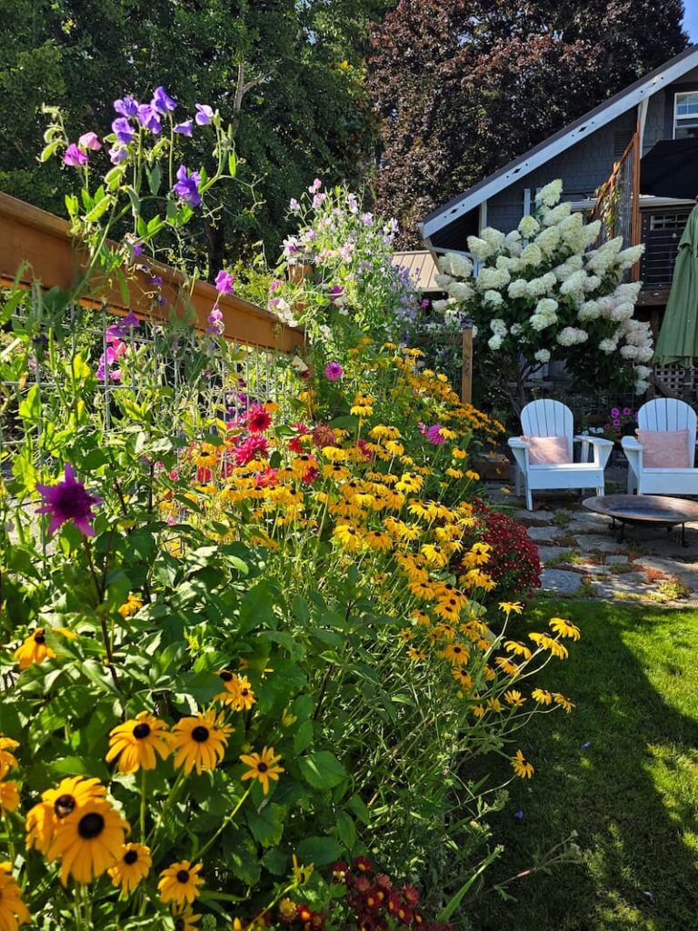 Black-eyed Susans and summer perennials growing along the fence n a late August cottage garden on Puget Sound