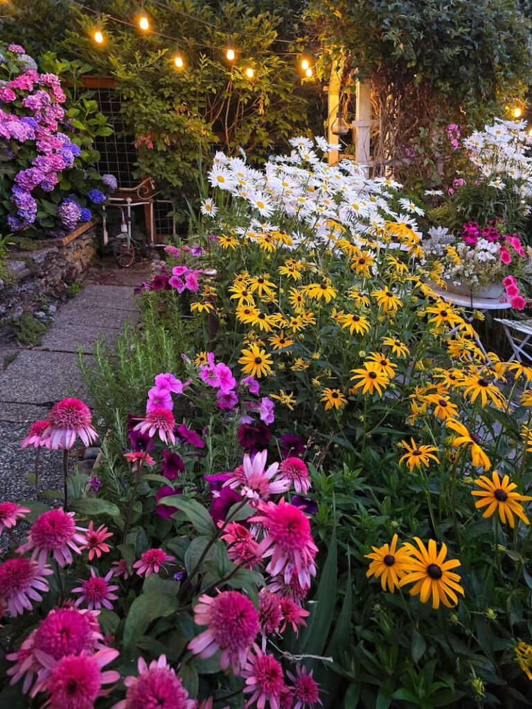 black-eyed Susans, daisies, hydrangeas, and fuchsia coneflowers growing in the cottage garden at dusk