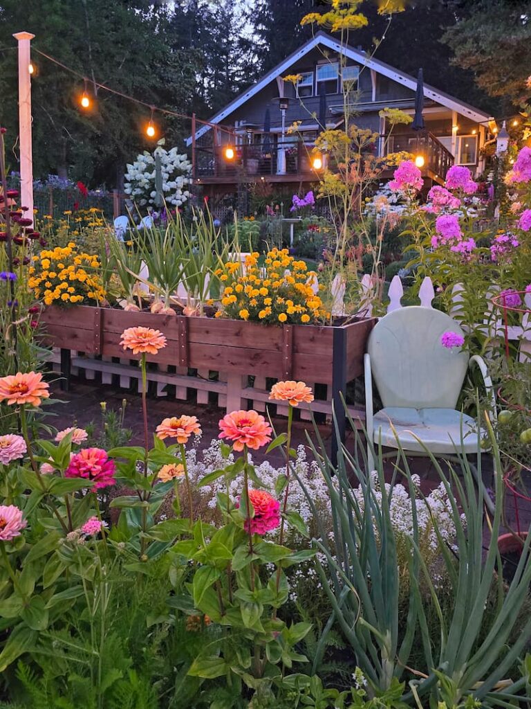summer garden at dusk with yellow marigolds, phlox, and zinnias growing