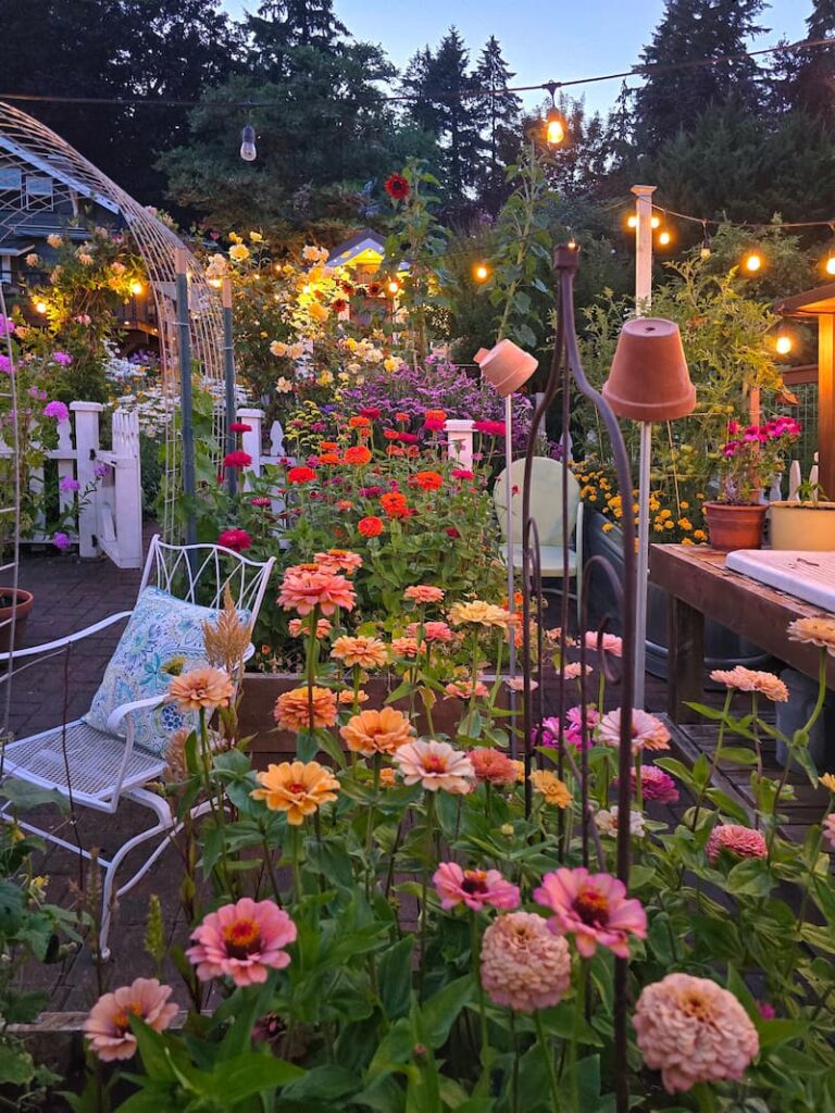 zinnias growing in the cut flower garden at dusk