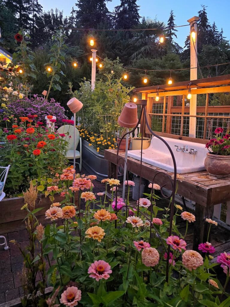 pastel colored zinnias growing in the cut flower garden with sink in background
