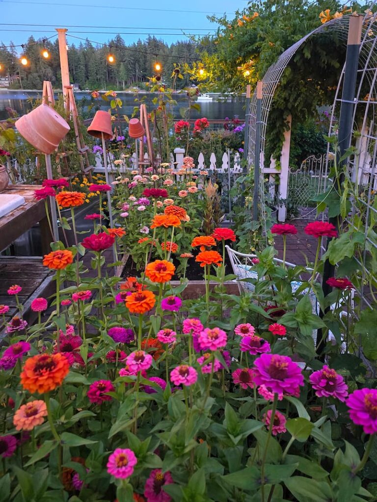 bright colored zinnias growing in the cut flower garden at dusk