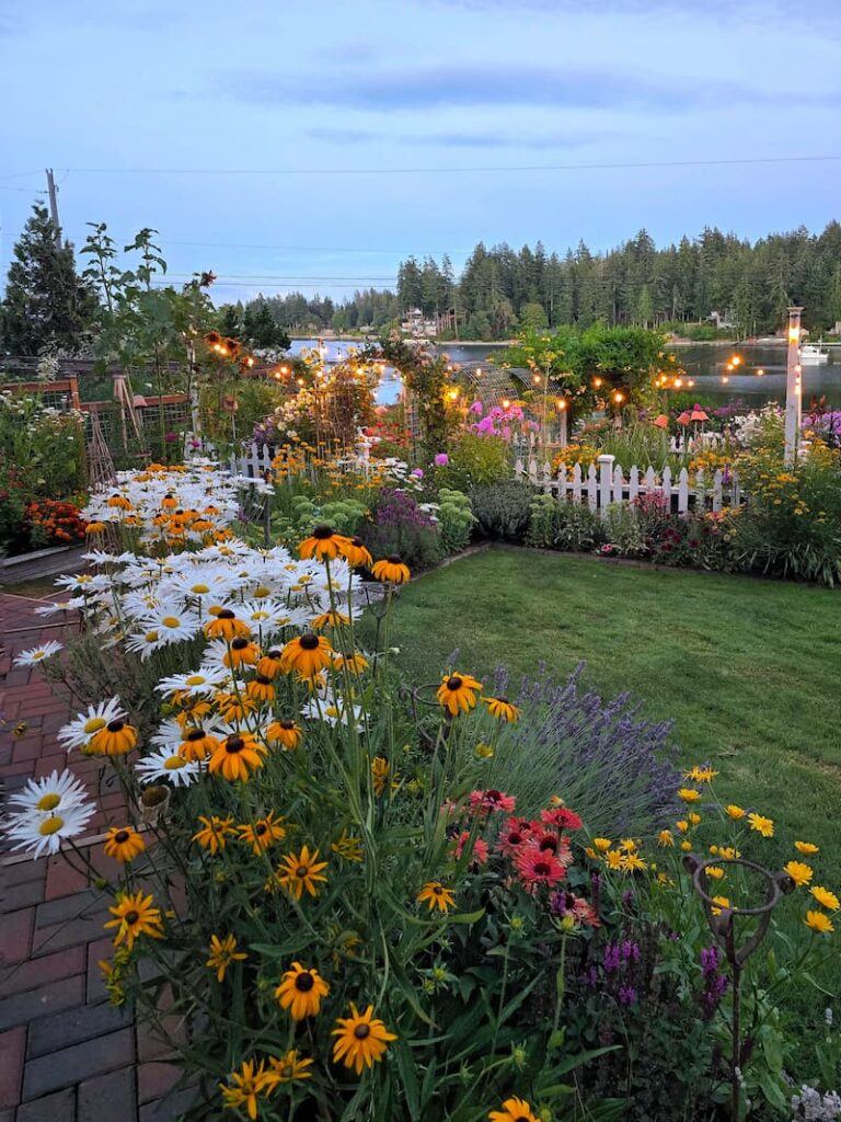 cottage garden at dusk with daisies and black-eyed Susans growing along the pathway