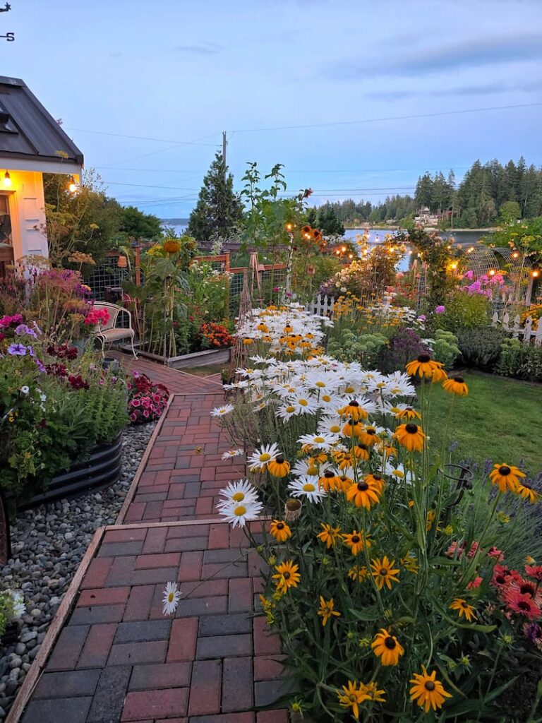 cottage garden at dusk with daisies and black-eyed Susans growing along the pathway