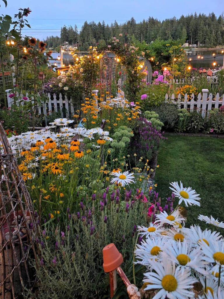 cottage garden at dusk with daisies, black-eyed Susans, lavender, and sedum Autumn Joy