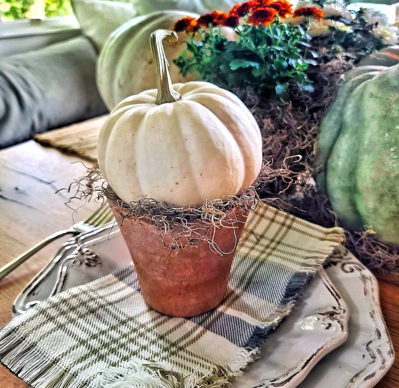 cream mini pumpkin on top a terra cotta pot with Spanish moss